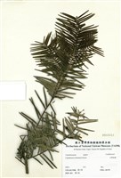 藏品(臺灣粗榧)的圖片